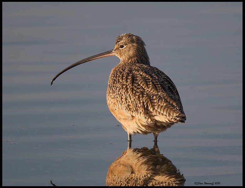 _5SB7161 long-billed curlew.jpg